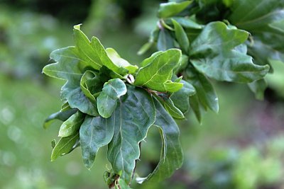 Fagus sylvatica 'Cristata' - buk lesní - listy
